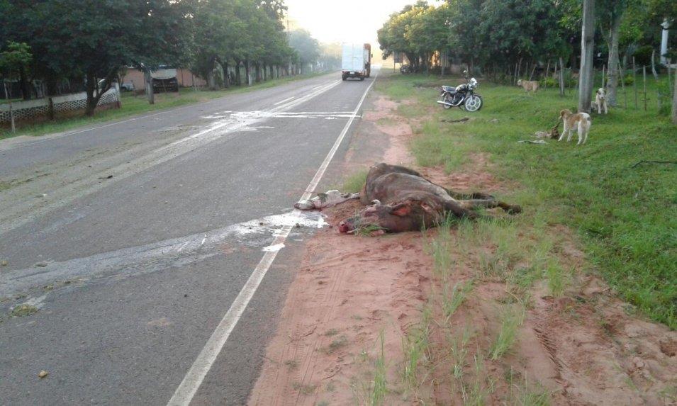 Vaca suelta ocasiona accidente