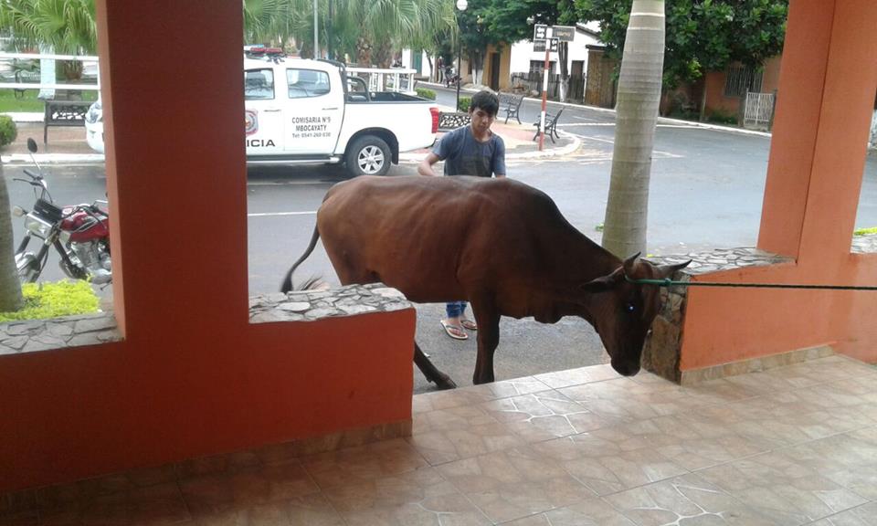 Arrean animales en Mbocayaty