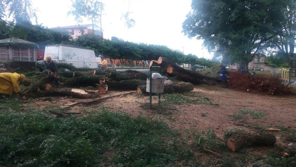 Cayó árbol en la plaza Silvio Petirossi de Villarrica