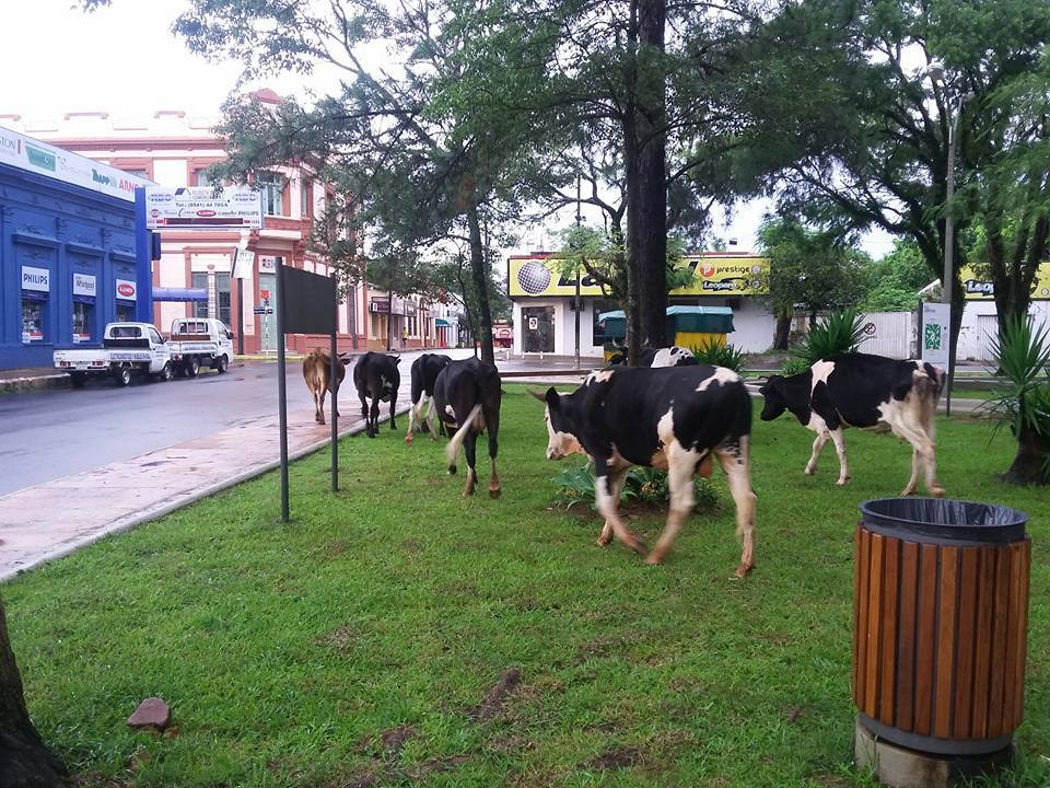 Cada día hay mas animales sueltos en la vía pública