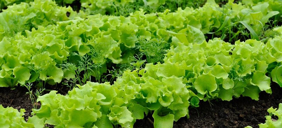 Horticultores protestaron por contrabando de lechuga