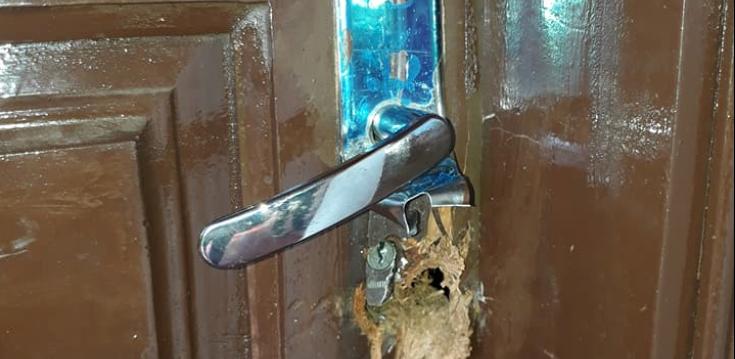 Roban desmalezadoras de la municipalidad de Tebicuarymi