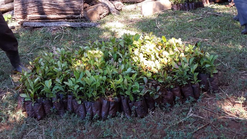 Entregan Plantines de yerba mate