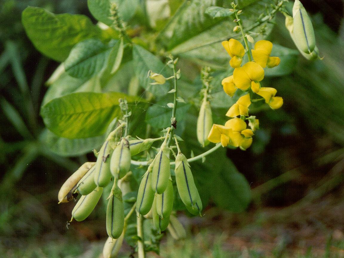 Crotalaria y libélulas no son efectivas contra el mosquito aedes en ciudades