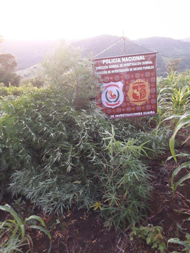Destruyen media hectárea de Marihuana en Mbocayaty