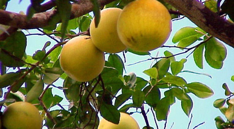 Por intentar hurtar pomelos, seguirá en Tacumbú: justicia alega peligro de fuga.