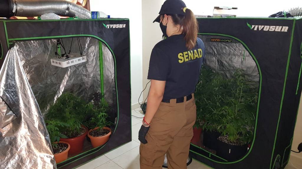 Operación “Monkey glue”: desbaratan laboratorio de marihuana VIP.
