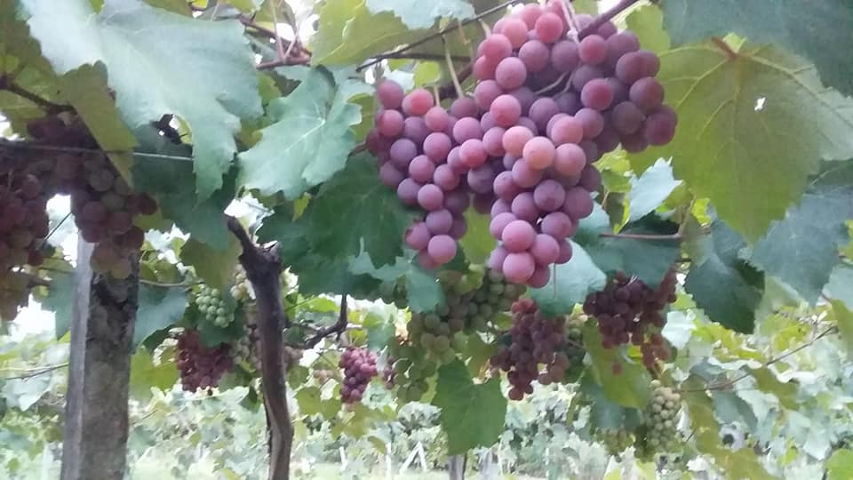Ya están listas las Uvas de La Colmena