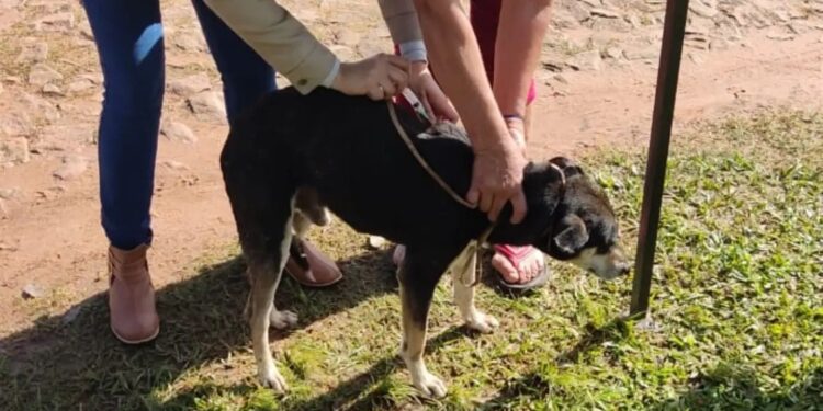 Bienestar Animal ofrece atenciones médicas a las mascotas a través de «Muni en tu Barrio».