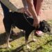 Bienestar Animal ofrece atenciones médicas a las mascotas a través de «Muni en tu Barrio».
