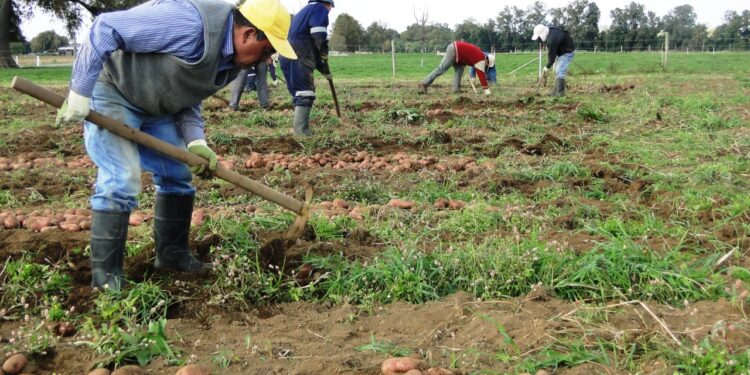 Productores de papa de Caballero avanzan con dificultad por sequía en la región.
