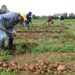Productores de papa de Caballero avanzan con dificultad por sequía en la región.