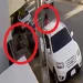 Hieren de un disparo a escolta de viuda de Pecci.