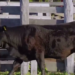 Recuperan un animal vacuno denunciado como hurtado.