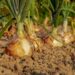 Plazo de productores de cebolla al Gobierno termina este viernes.
