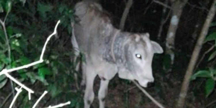 RECUPERAN TERNERO ROBADO