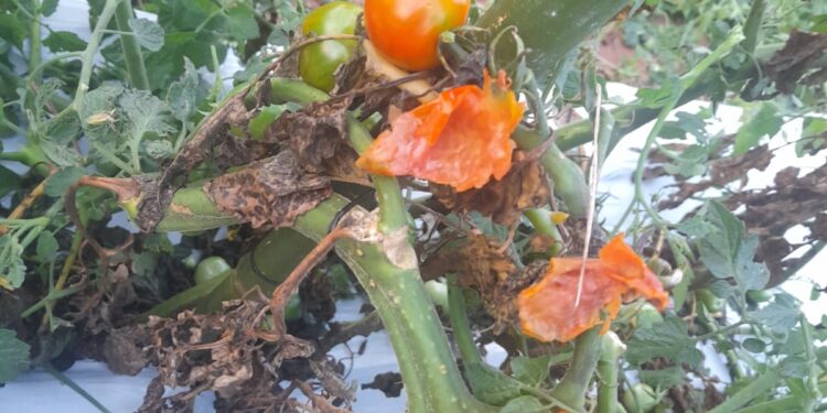 EL RUBRO DEL AGRO MUY AFECTADO TRAS VARIOS DÍAS DE LLUVIAS.