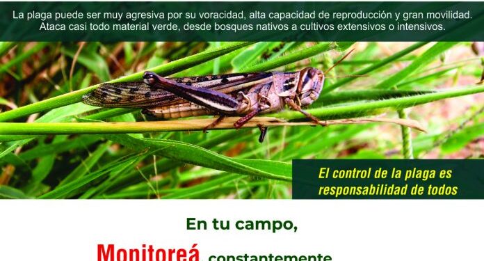 Senave alerta aparición de langostas en el Chaco