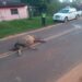ACCIDENTE DE TRÁNSITO EN ITAYBU