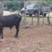 RECUPERARON UN ANIMAL ROBADO EN SANTA BÁRBARA