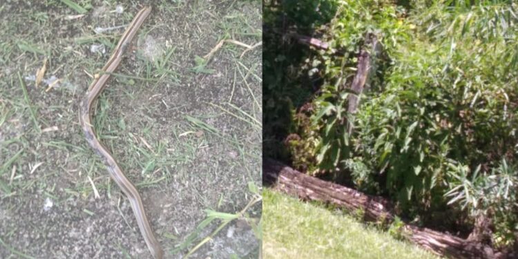 Piden limpieza de terreno baldío en Itapé