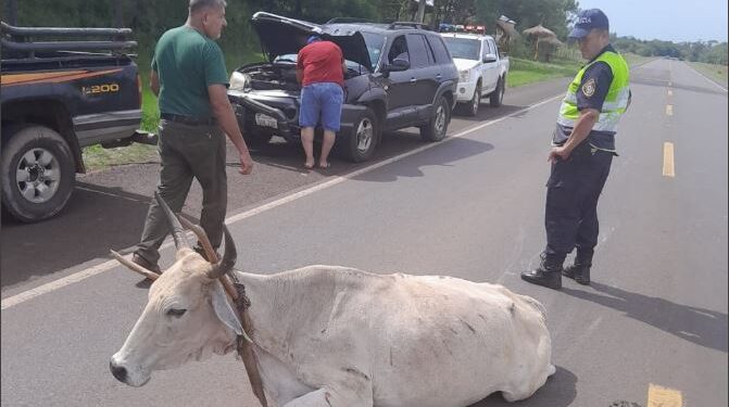 CHOQUE DE VEHÍCULO CONTRA UN ANIMAL EN ÑUMI