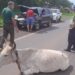 CHOQUE DE VEHÍCULO CONTRA UN ANIMAL EN ÑUMI