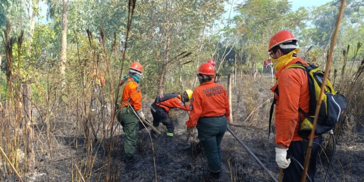 Bomberos negros con muchos servicios