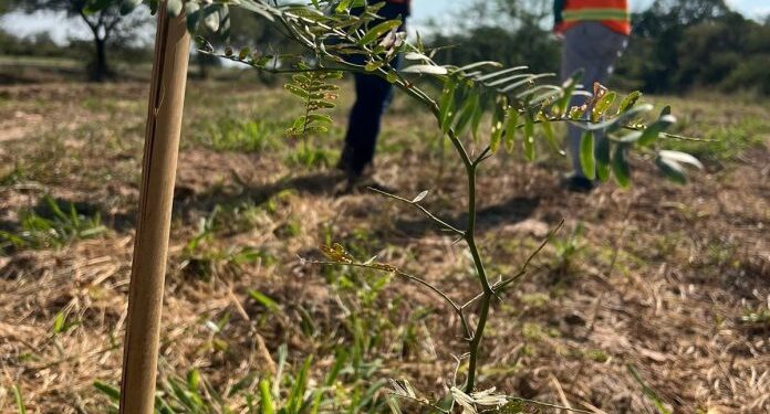Nuevos plantines revitalizan el paisaje en el Chaco paraguayo
