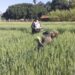 Paraguay logra su adhesión al esquema de certificación de semillas de la OCDE