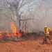Revelan terribles cifras de afectación por incendios forestales en el Cerro Chovoreca