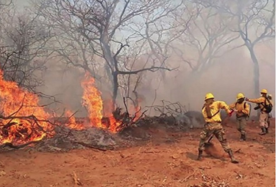 Revelan terribles cifras de afectación por incendios forestales en el Cerro Chovoreca