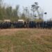 Operación «Basalto III» cierra con un golpe de US$ 13,3 millones a traficantes de marihuana en Canindeyú