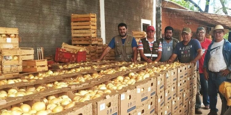 SENAVE CERTIFICÓ PRODUCCIÓN DE CEBOLLA DEL SEÑOR CIRILO ACUÑA EN LA COLMENA