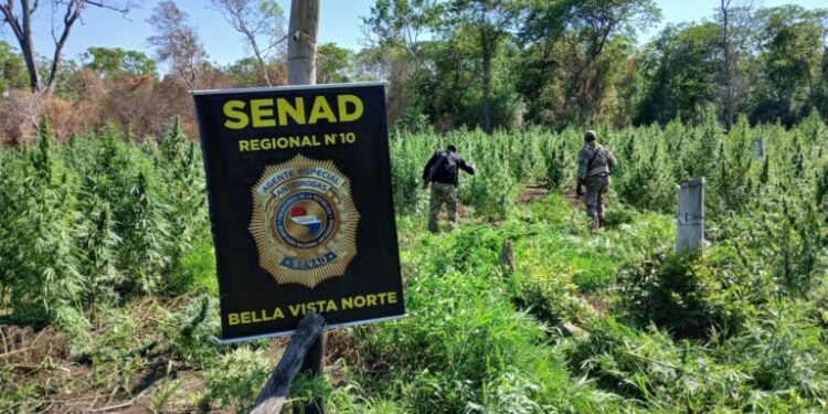 Despliegues contra el narcotráfico sacan de circulación 9 toneladas de marihuana en Amambay