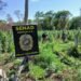 Despliegues contra el narcotráfico sacan de circulación 9 toneladas de marihuana en Amambay