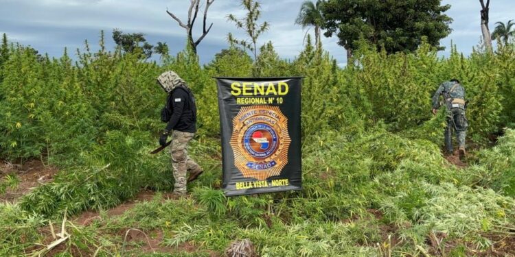 Senad eliminó 27 toneladas de marihuana en Bella Vista Norte