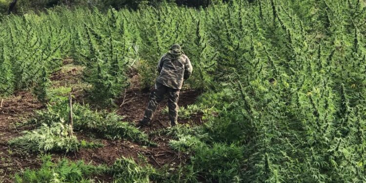 Más de 200 toneladas de marihuana destruidas en operación «Nueva Alianza 49»