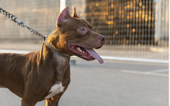 Sobrevivió al ataque de un pitbull y pudo contar la historia: «Me salvé de milagro»