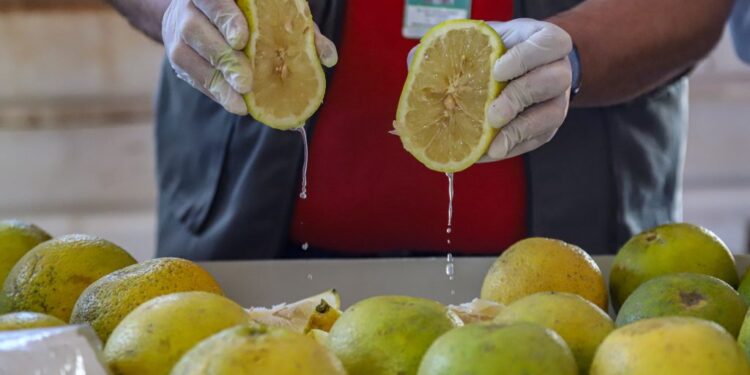 Gobierno celebra primera exportación de pomelo a la Argentina