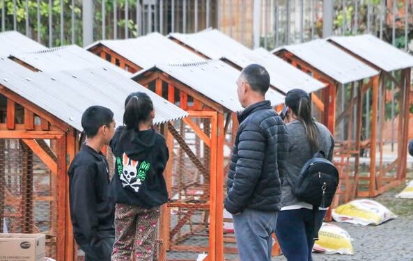 Gobernación entregó hoy pollitos y gallineros a comités y familias