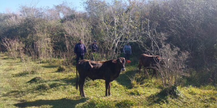 Recuperan tres animales vacunos denuciados como desaparecidos