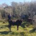 Recuperan tres animales vacunos denuciados como desaparecidos