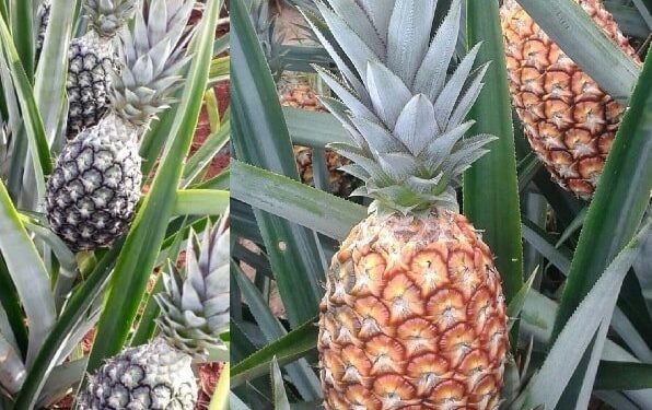 Con más de 5.000 has cultivadas, la piña impulsa crecimiento económico de miles de familias rurales