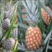 Con más de 5.000 has cultivadas, la piña impulsa crecimiento económico de miles de familias rurales