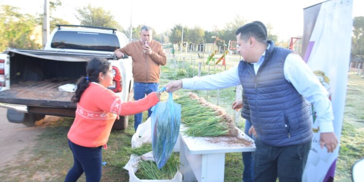 Municipalidad de La Colmena repartió plantines de cebolla