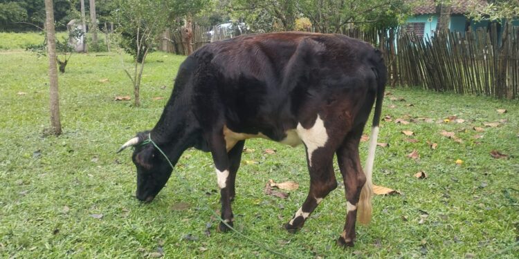 Recuperan animal vacuno, y aprehendieron a personas por distintos hechos