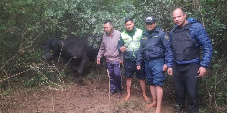 La policía informó la recuperación de un animal vacuno. También la aprehensión de personas