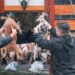 Gobernación entregó cerdos a productores