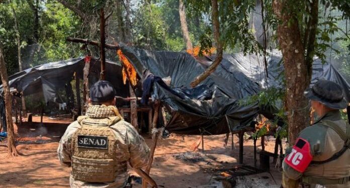 Más de 114 toneladas de marihuana fueron destruidos en Concepcion durante operativo conjunto